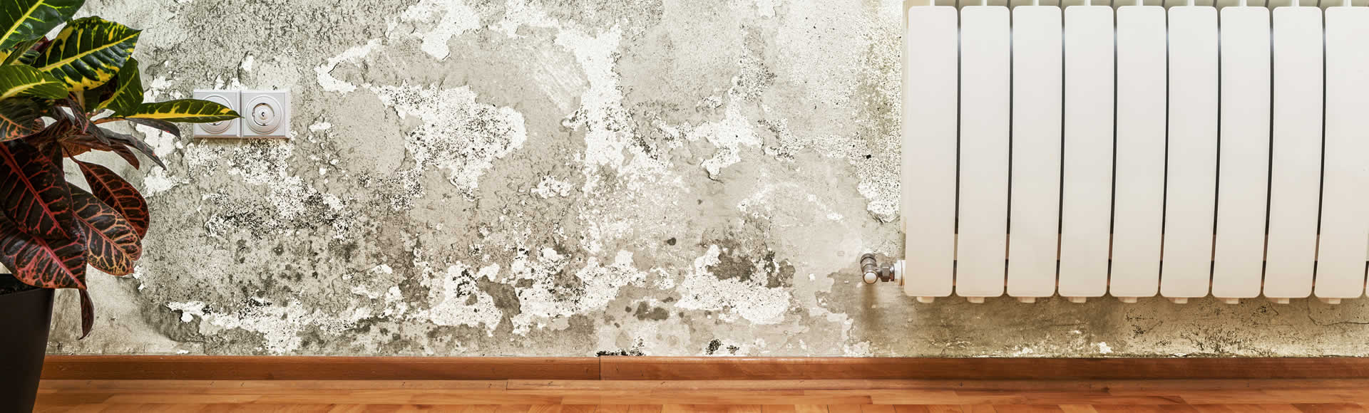 Mold Damage on walls