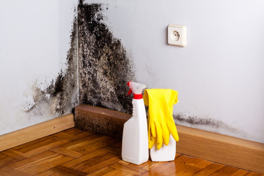 Vancouver Black Mold Removal Company Malkin Cleaners