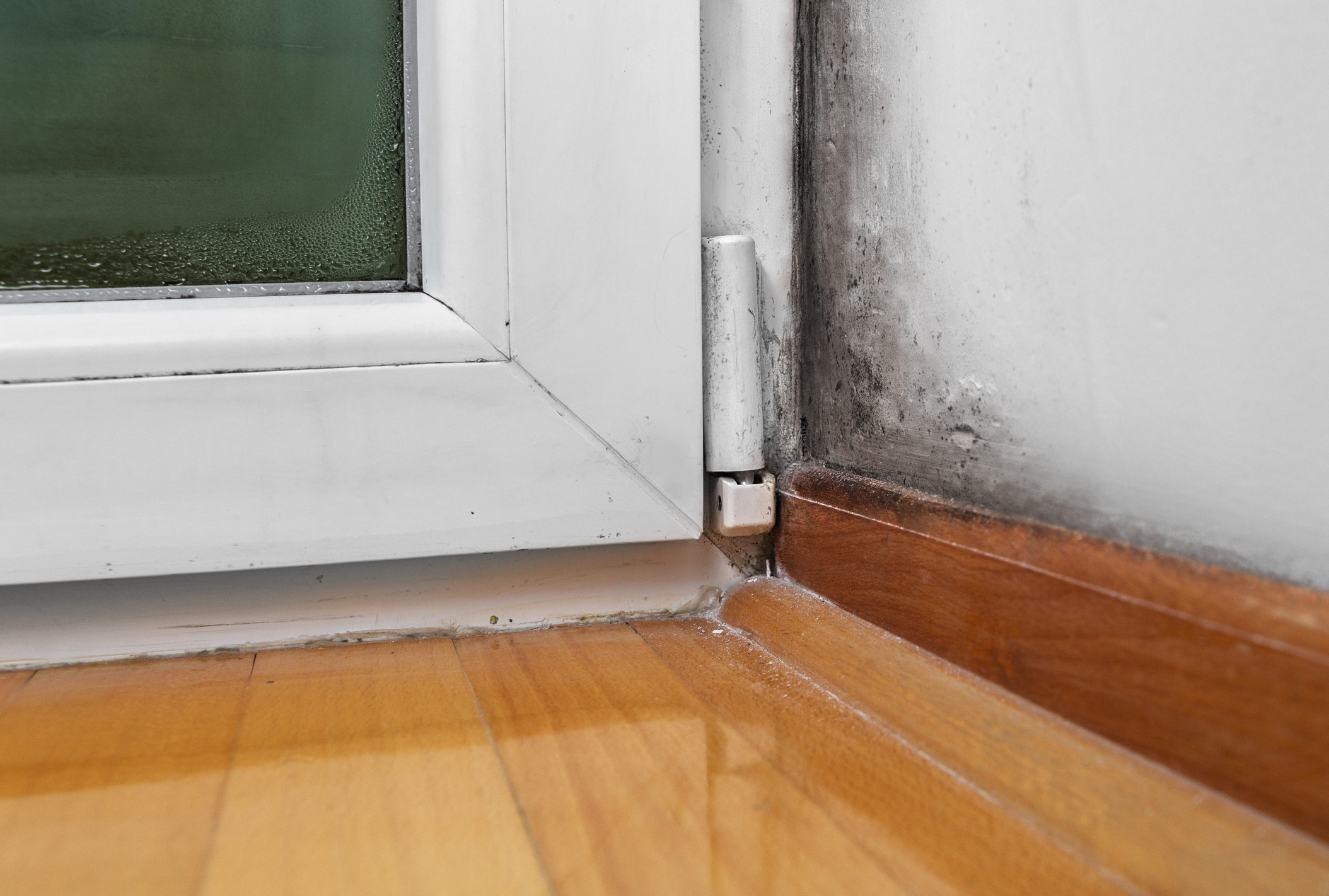 Toxic Black Mold Removal North Vancouver